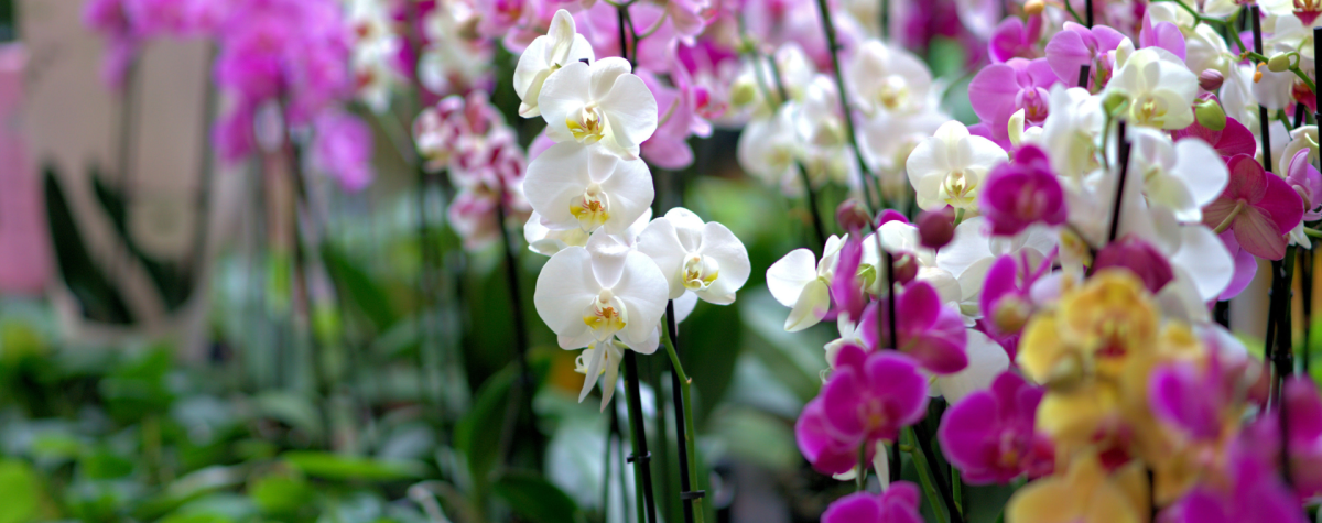 Orchids at Burton Agnes Hall's Orchid Festival