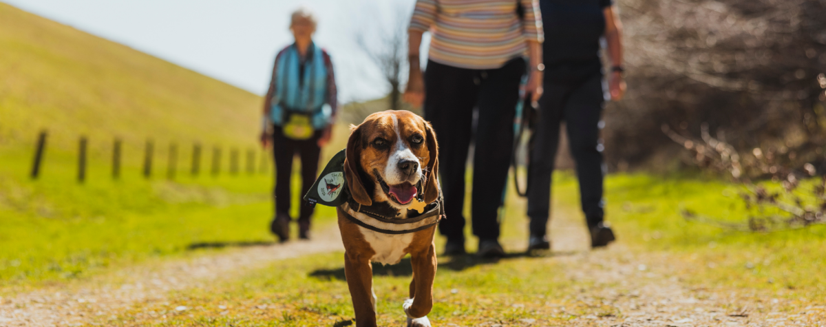 A dog leading a group of walkers through the green fields of the Yorkshire Wolds.