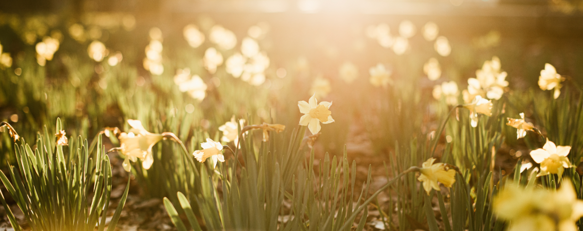 Dafflf