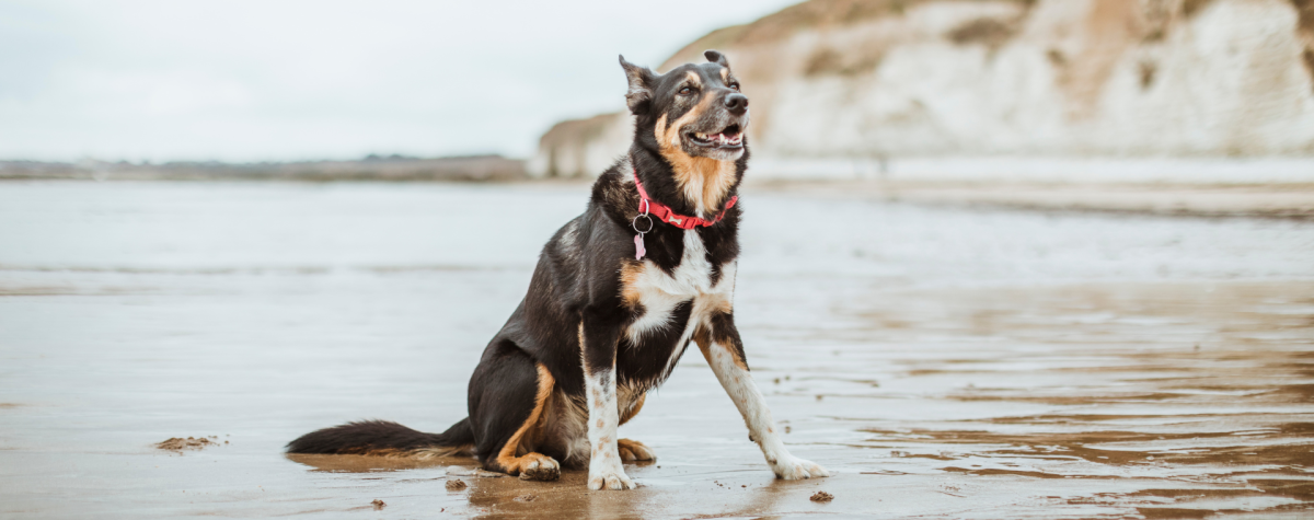 A large black, white and brown dog on Danes Dyke beach.