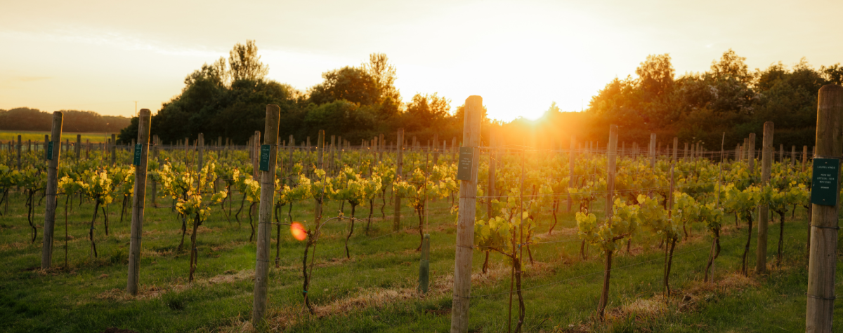 Laurel Vines Vineyard and Winery at golden hour