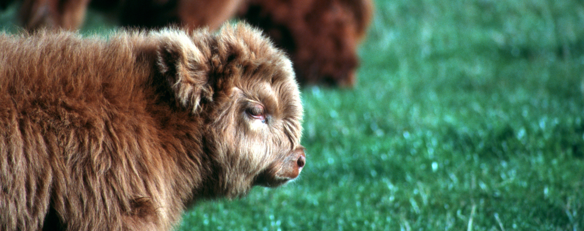 A highland calf