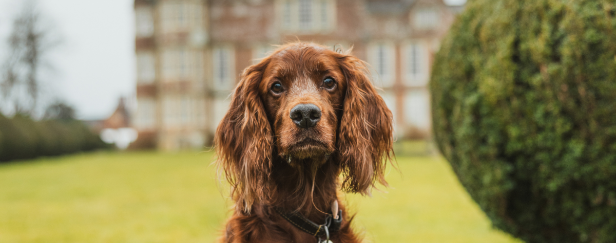 A brown dog in the grounds of Burton Agnes Hall in East Yorkshire