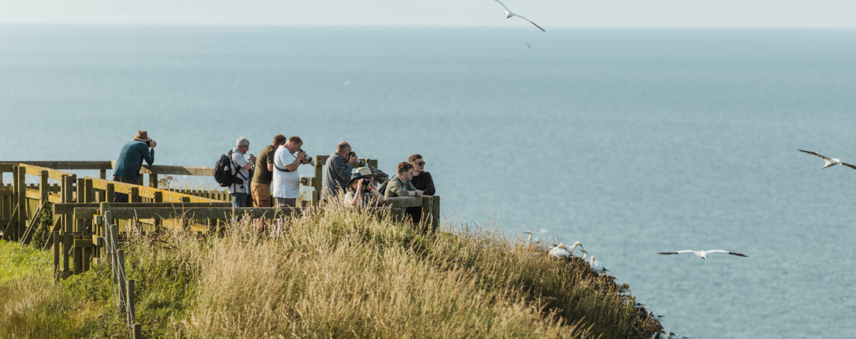 Visitors on one of the viewing platforms at Bempton Cliffs in East Yorkshire, with gannets flying overhead.