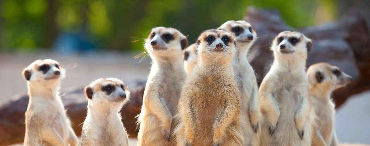 A group of curious meerkats