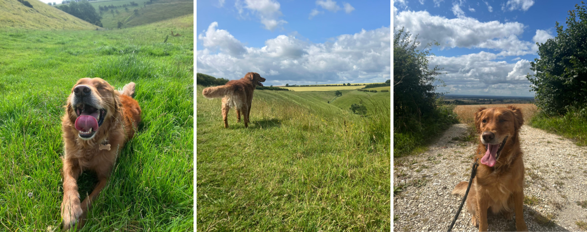 A montage of Bill the retriever enjoying walks in the Yorkshire Wolds
