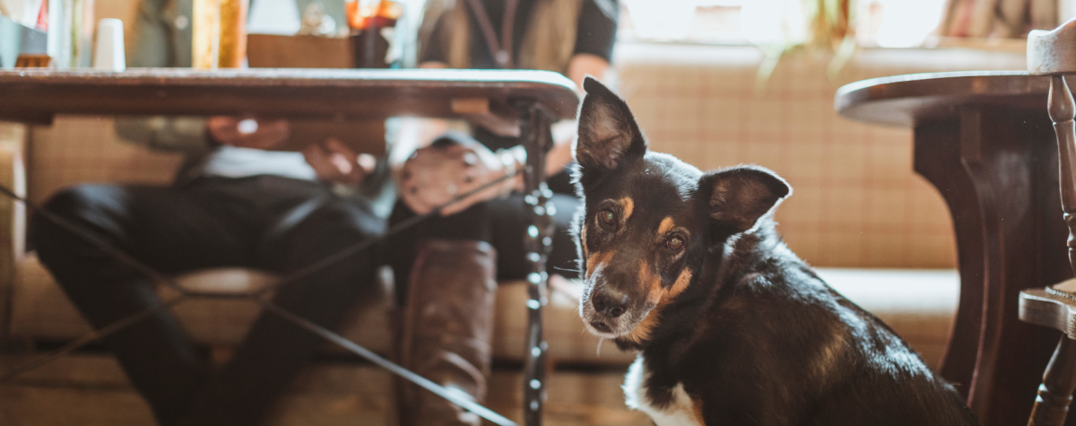 A dog at The Ship Inn in Bridlington