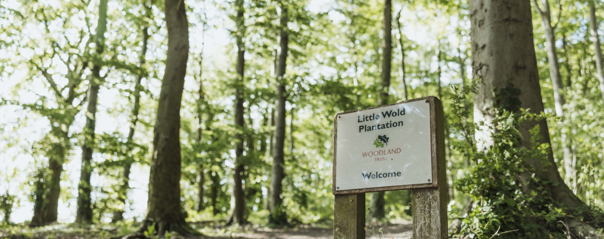 Little Wold Plantation in East Yorkshire