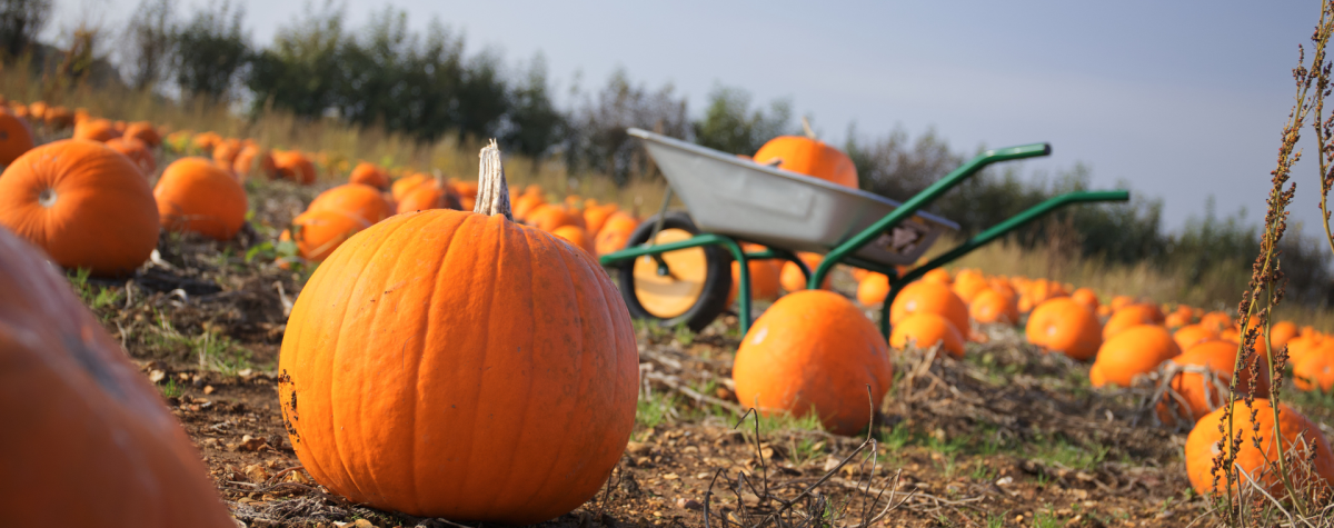A field of pumpkins in East Yorkshire, ready to be picked for Halloween