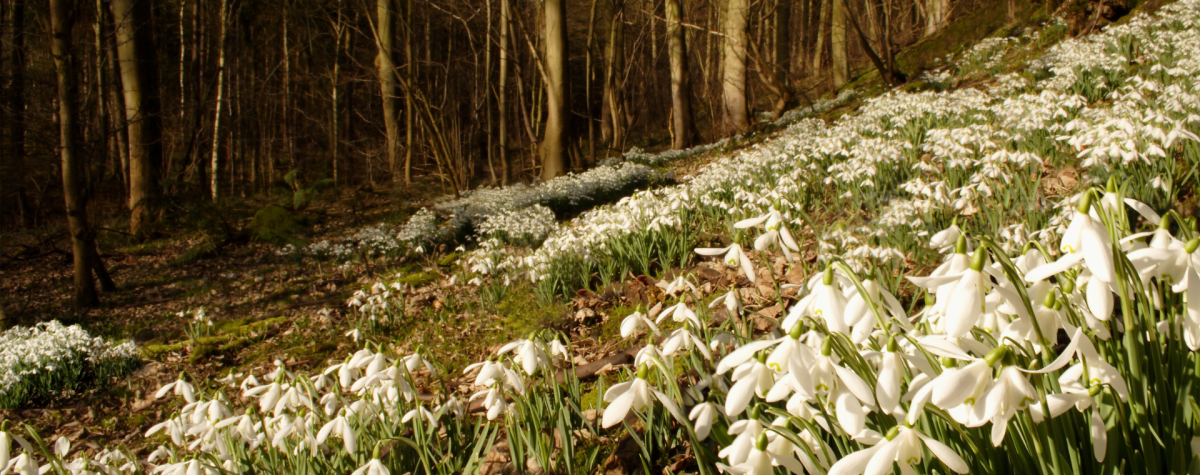 A blanket of snowdrops covering the floor of a woodland