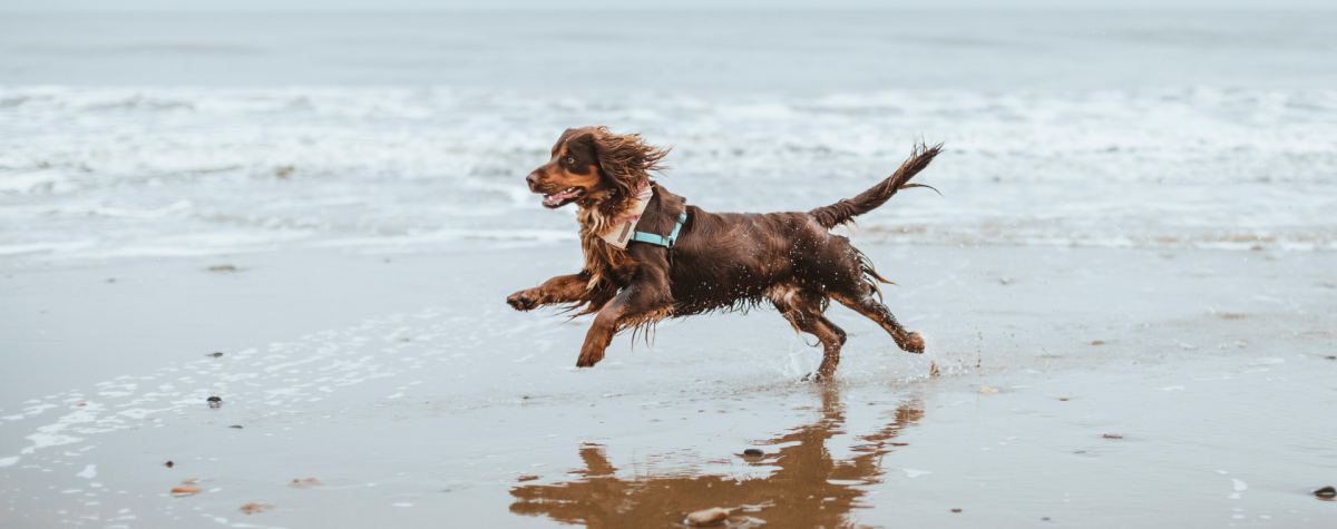 Dog running on the beach in Fraisthorpe