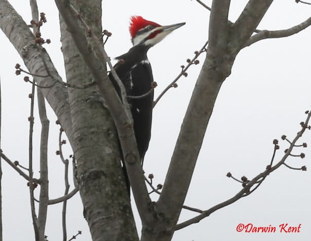 Pilliated Woodpecker