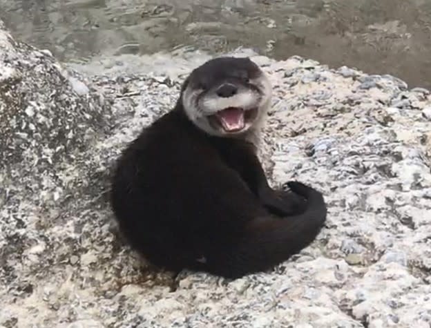 An otter sitting on a rock on the Mackinac Island lakeshore smiles for the camera.