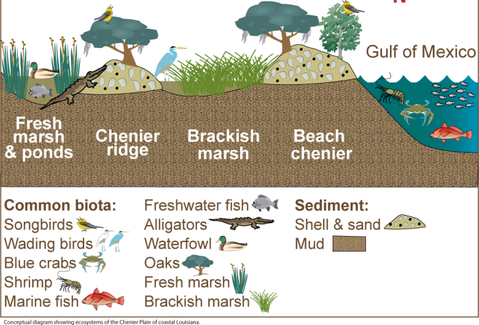 Cheniers with a descriptive image containing the surrounding ecosystem.