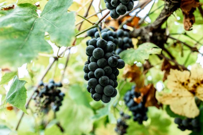 Wine Country