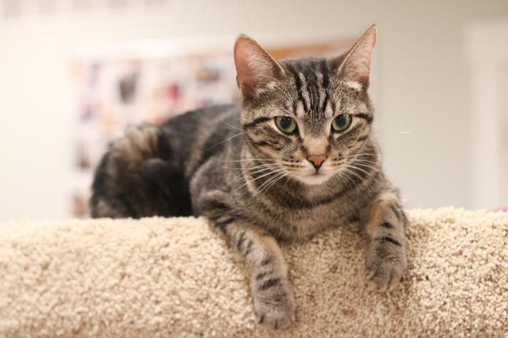 Tabby Cat
