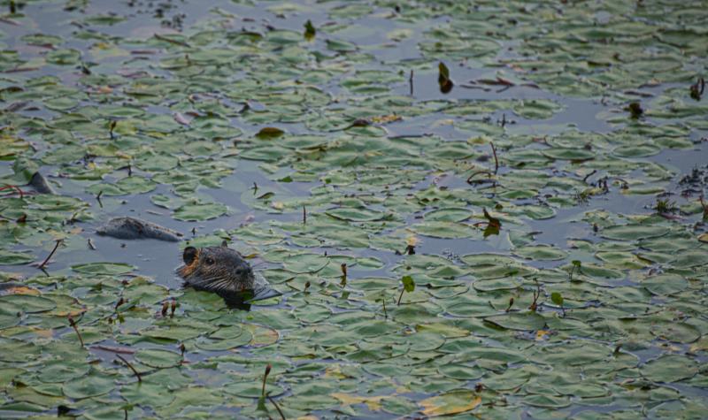 Delta Ponds wildlife by Melanie Griffin Delta Ponds wildlife by Melanie Griffin