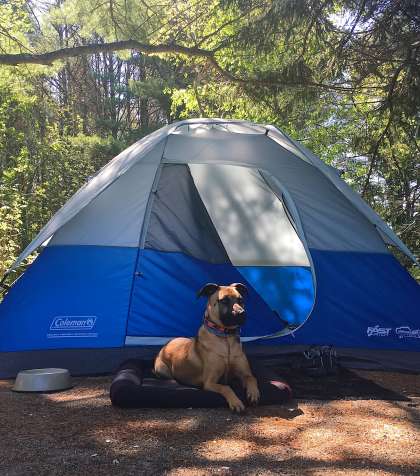 Camping in Lamoine State Park