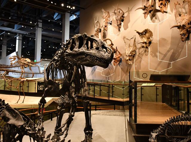 Natural History Museum of Utah Allosaurus