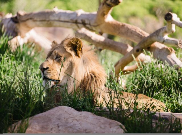 Lion at Hogle Zoo