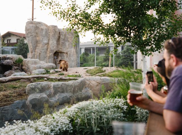Bear at Utah's Hogle Zoo Brew