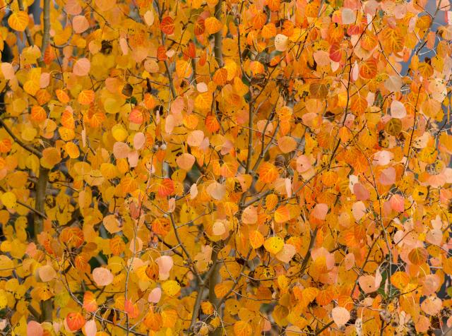 Aspen Leaves in the Fall