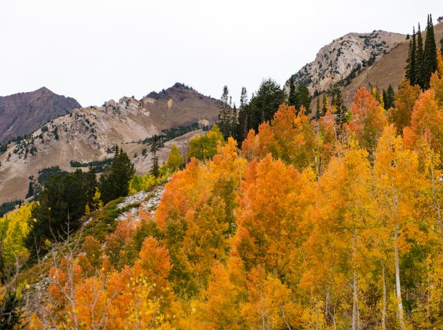 Fall Colors in Little Cottonwood Canyon