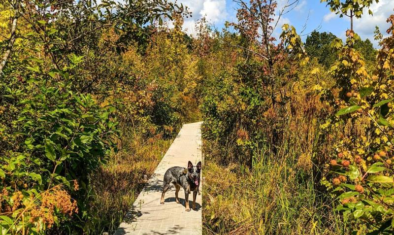 A dog on the boardwalk at Beanblossom Bottoms Nature Preserve