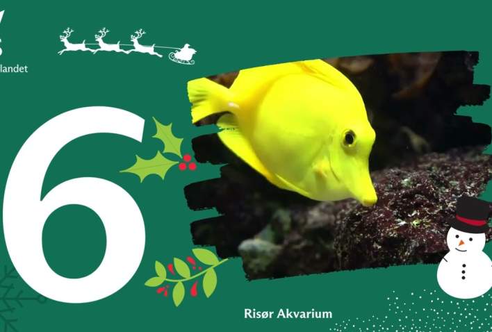 Julekalender 6 Risør Akvarium