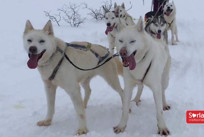 Sirdal Huskyfarm - hundekjøring i Norge