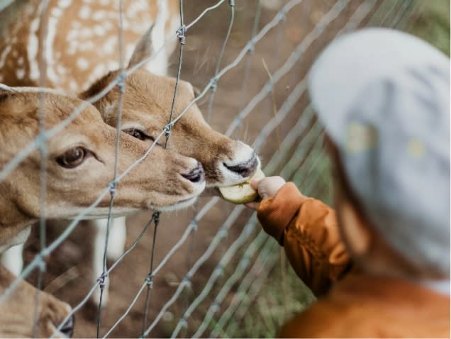 Child feeding deer at zoo