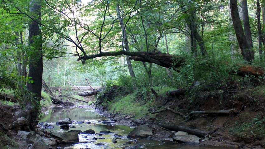 Carolina North Forest