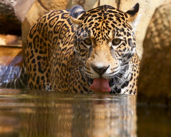 Elmwood Zoo Jaguar