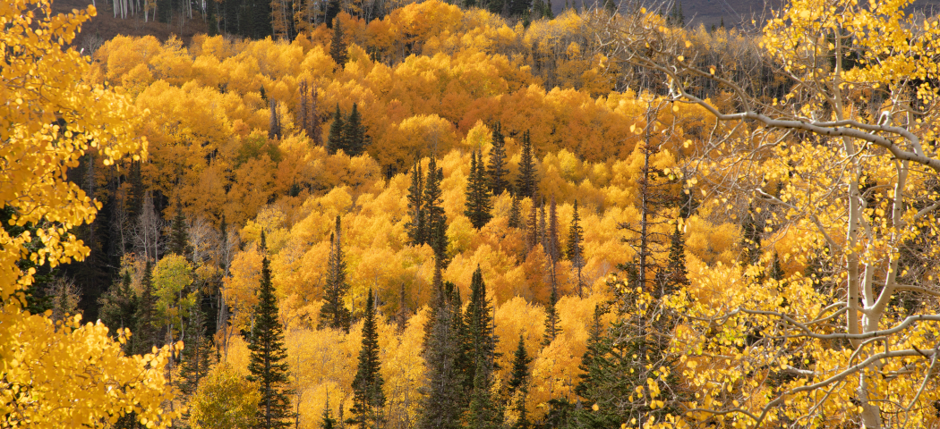 Lady Morgan Lift in Deer Vally, Yellow Aspen Trees and Green Pine trees