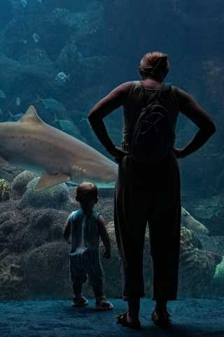The Florida Aquarium shark