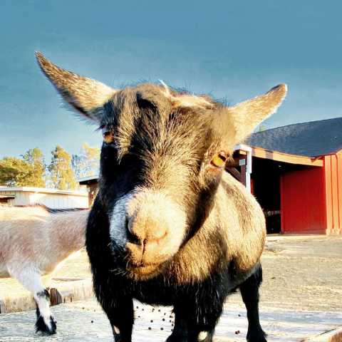 Rusty Fork Ranch