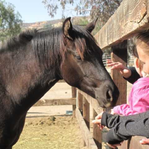 Petting Horses - Green Acres Ranch Inc.