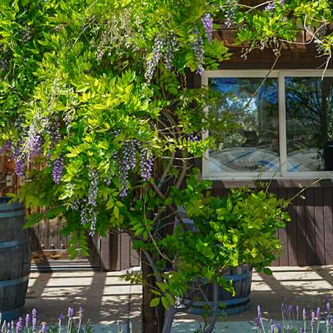 Lumiere Winery Wisteria