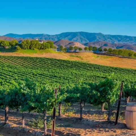 Wine Country Villa