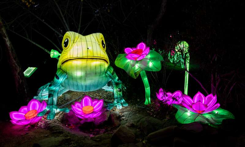 Frog at Glowfari at the Oakland Zoo
