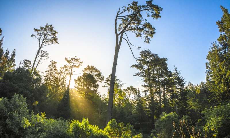 Joaquin Miller Park In Oakland, CA