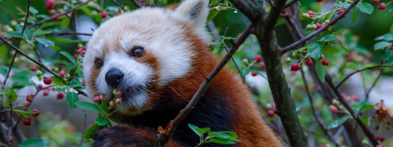 Elmwood Park Zoo Favorite Animals Header