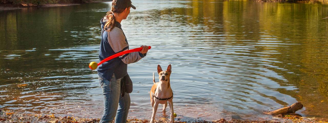 Attractions - Pet Friendly Header