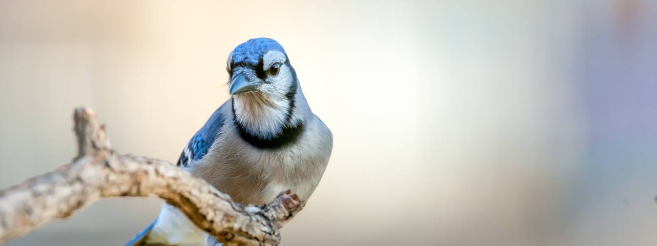 Birding