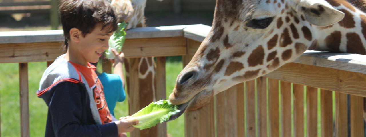 Elmwood Park Zoo Giraffe Feeding