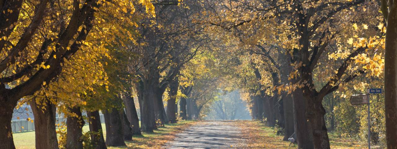 Fall Header