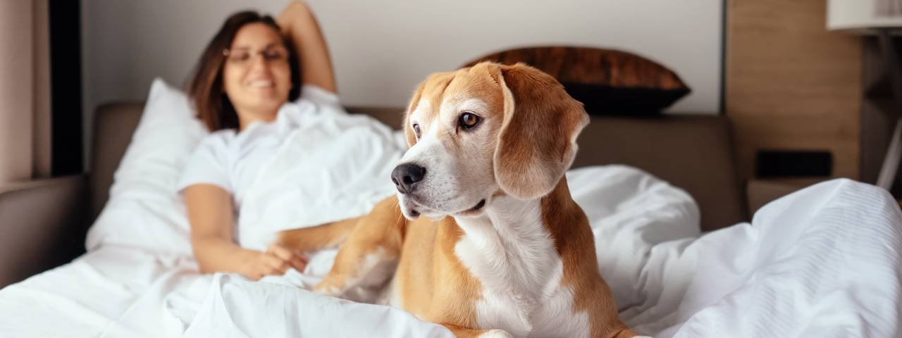 Hotel Doggo