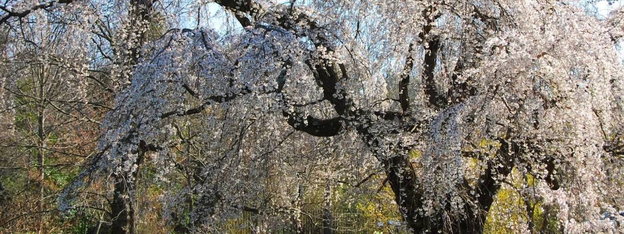 morris arboretum cherry blossoms