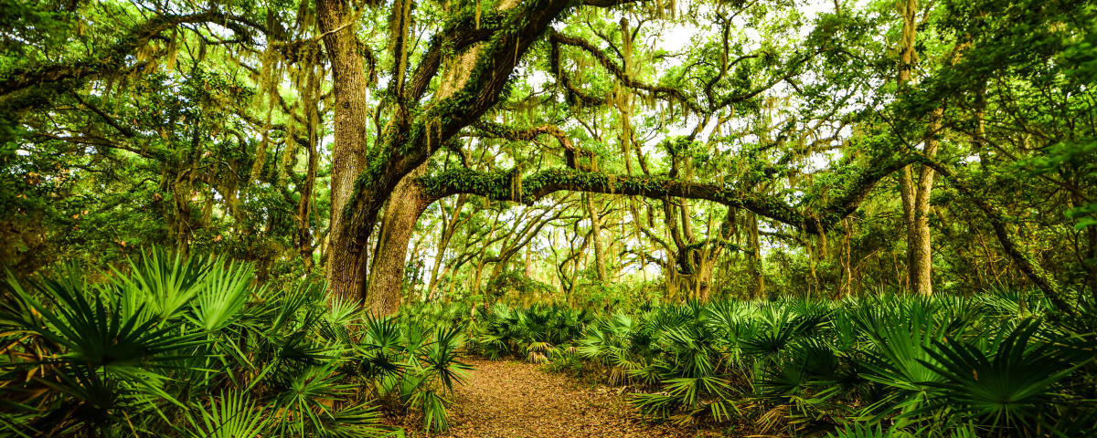 Explore ancient maritime forests along dozens of nature trails on Jekyll Island, St. Simons Island and Little St. Simons Island, GA.
