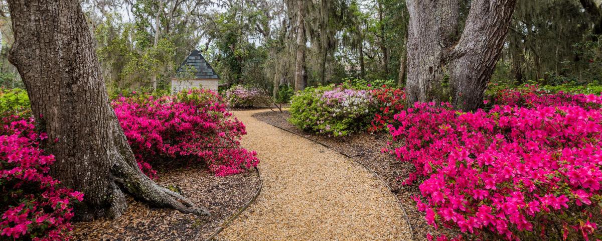 Thousands of azaleas add colorful hues during springtime at Wesley Memorial Gardens on St. Simons Island, GA